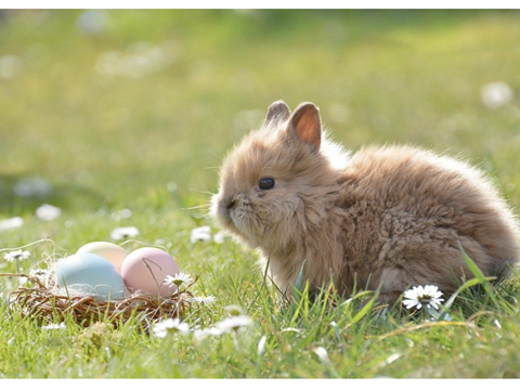 Frohe Ostern - News